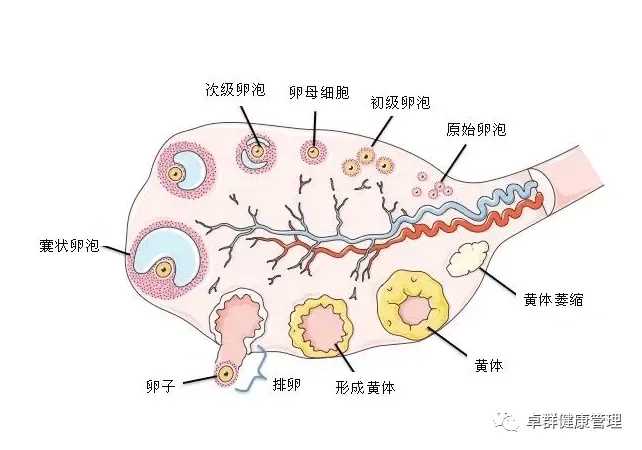 试管代生后应该注意什么孕期注意事项